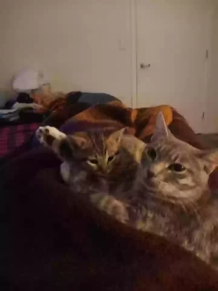 Found cat in Pomona, CA, 91768