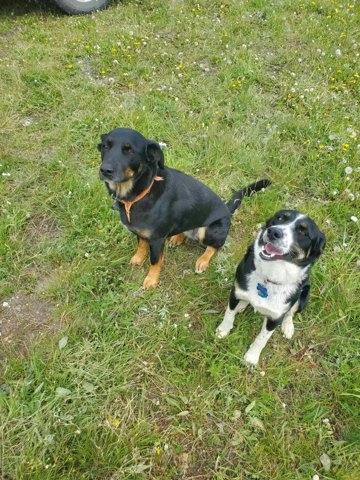 Lost dog in Butte, MT, 59701