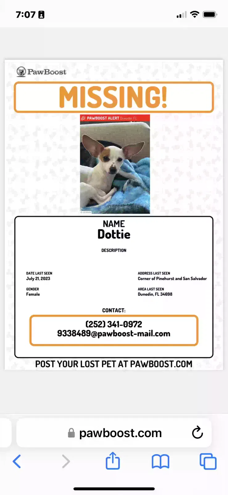 Lost dog in Dunedin, FL, 34698