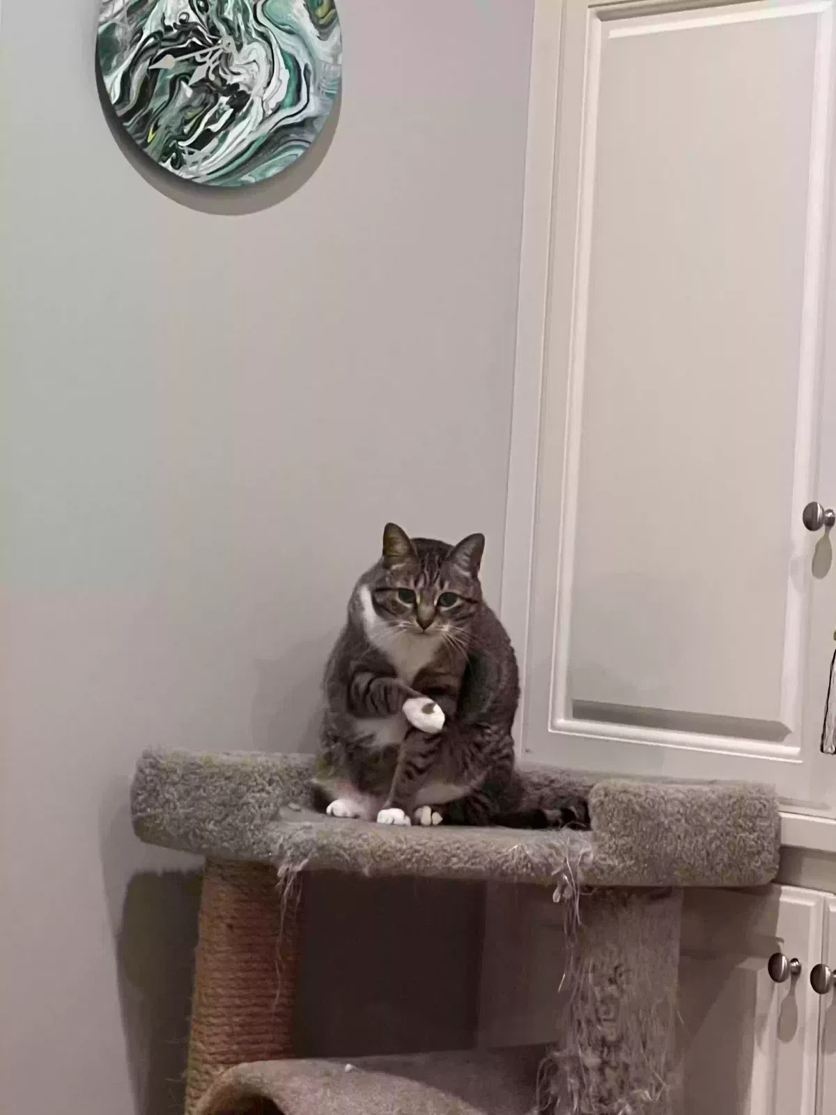 Lost cat in Wake Forest, NC, 27587