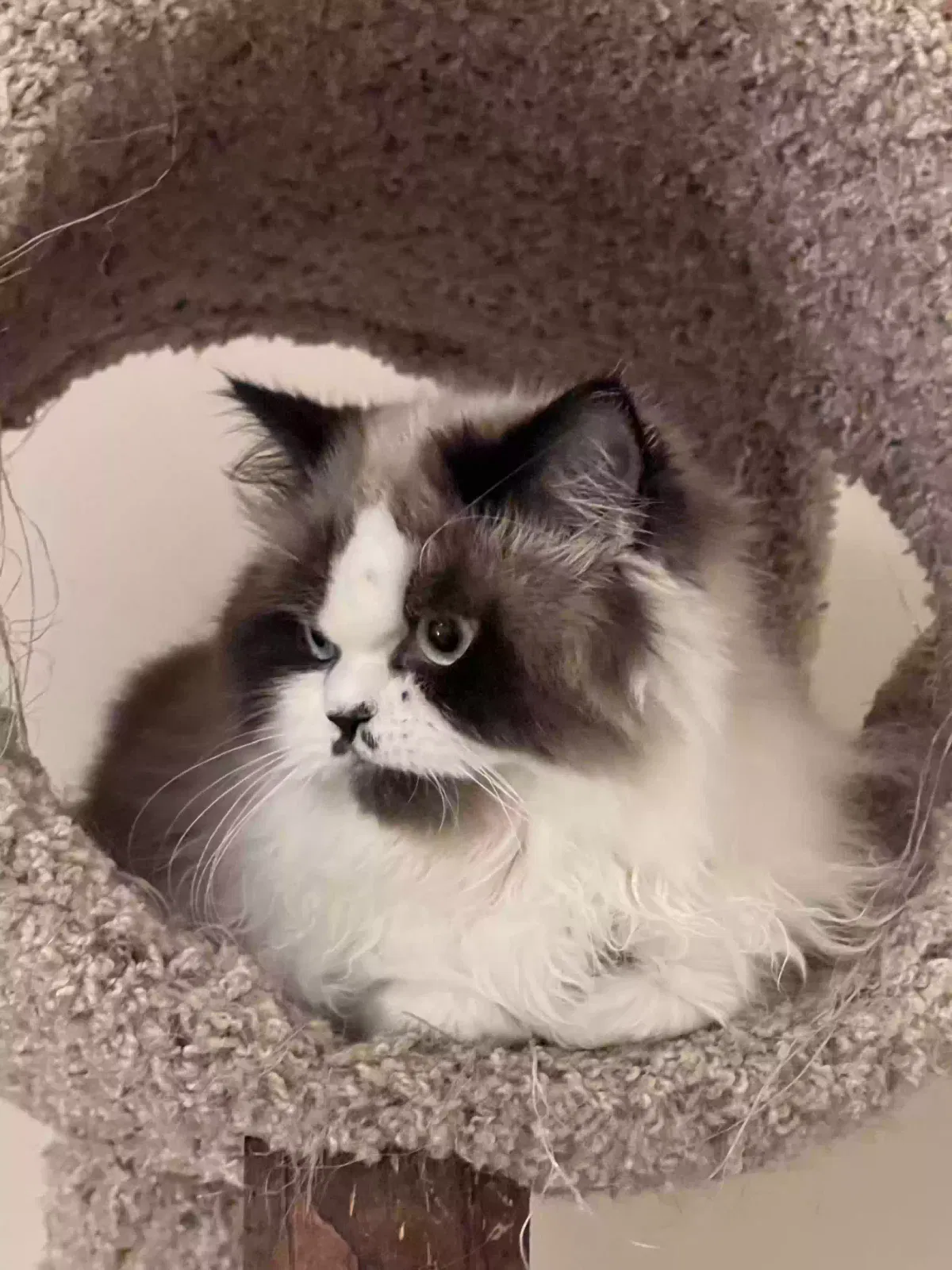 Lost cat in Ypsilanti, MI, 48197