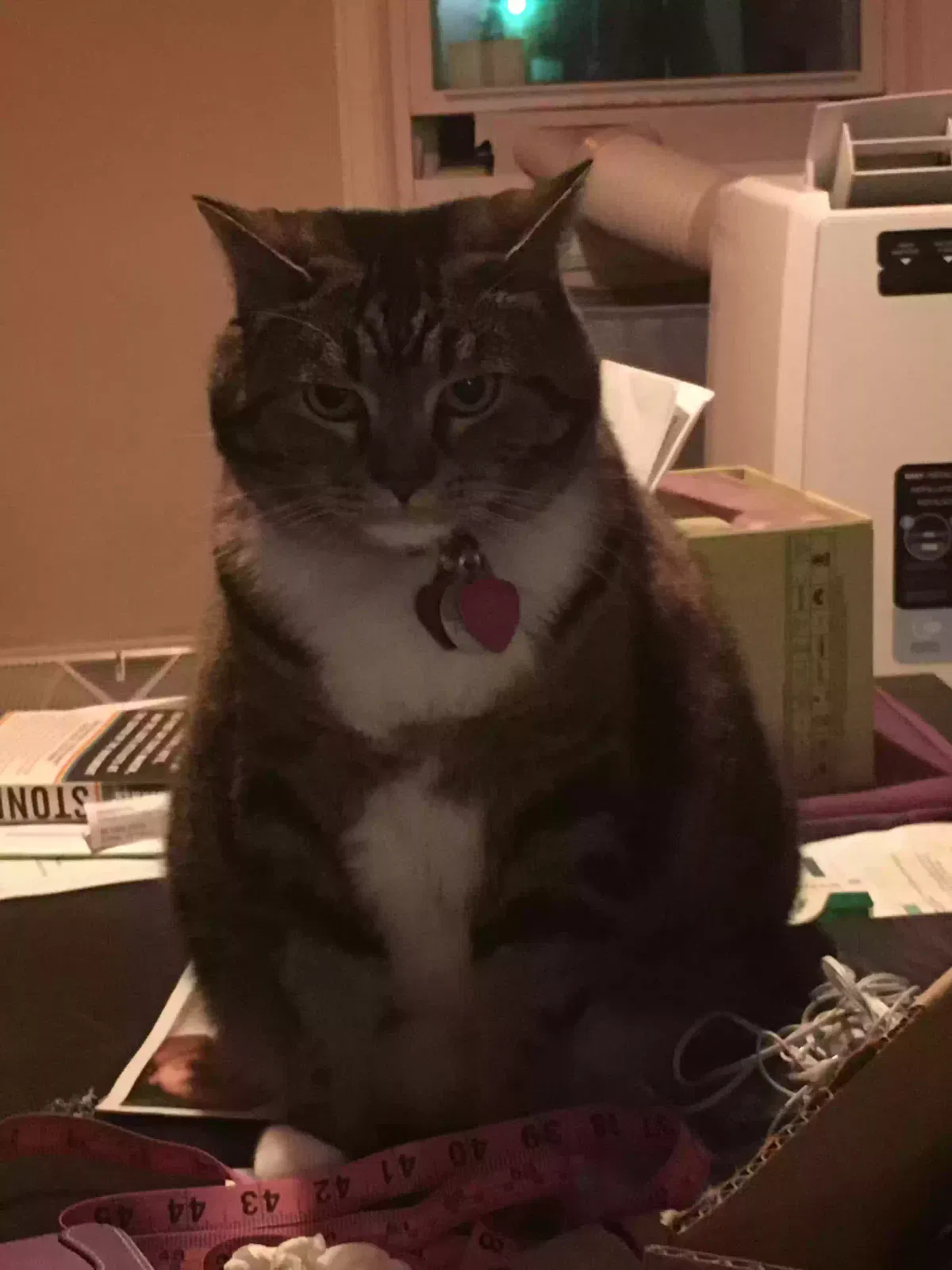 Lost cat in Euless, TX, 76039