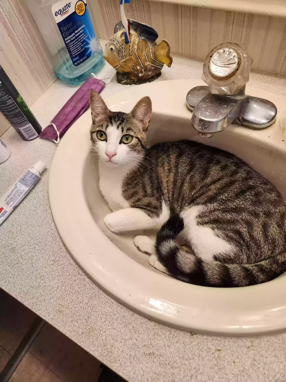 Lost cat in Hughson, CA, 95326