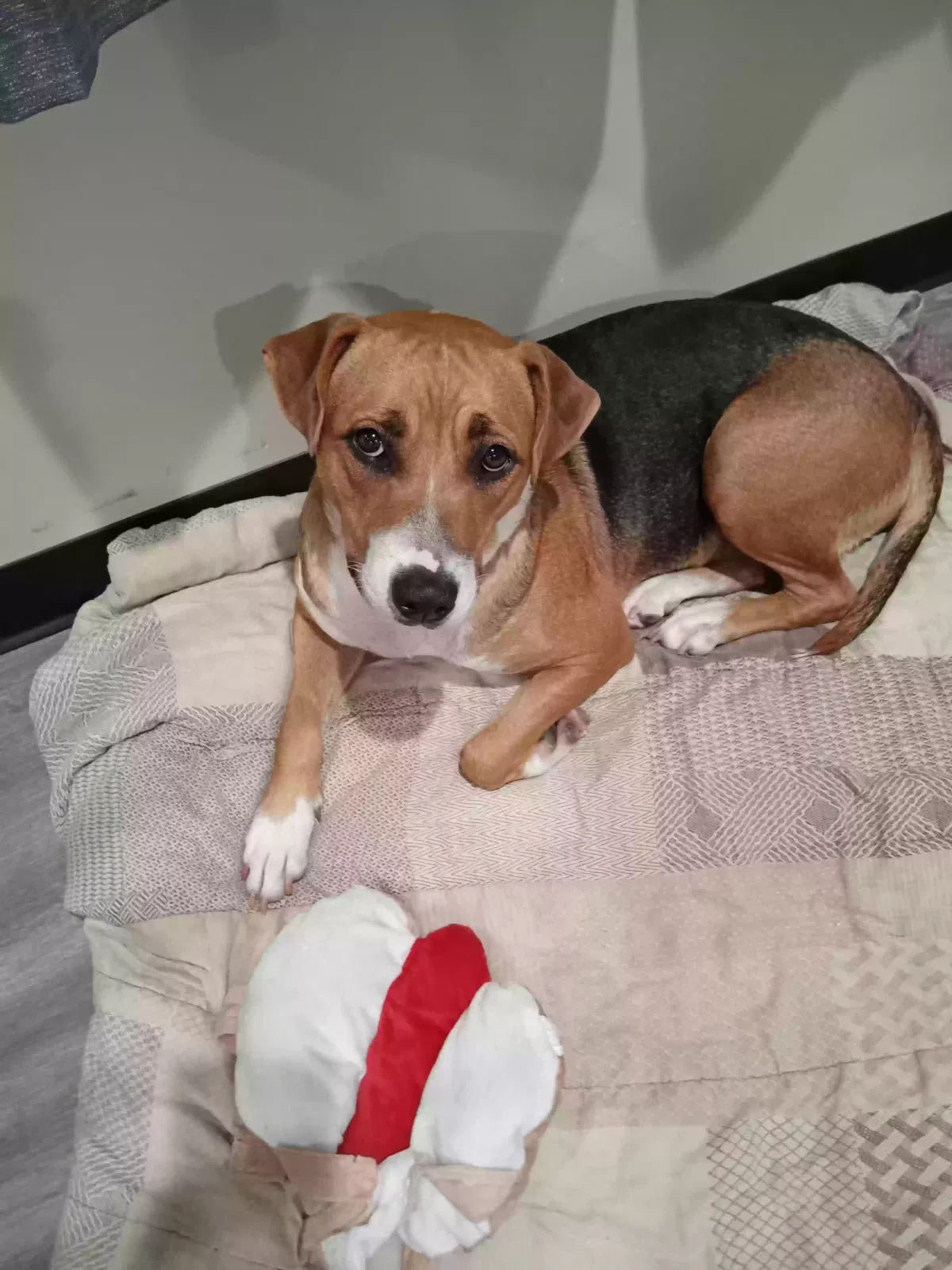 Found dog in New Caney, TX, 77357