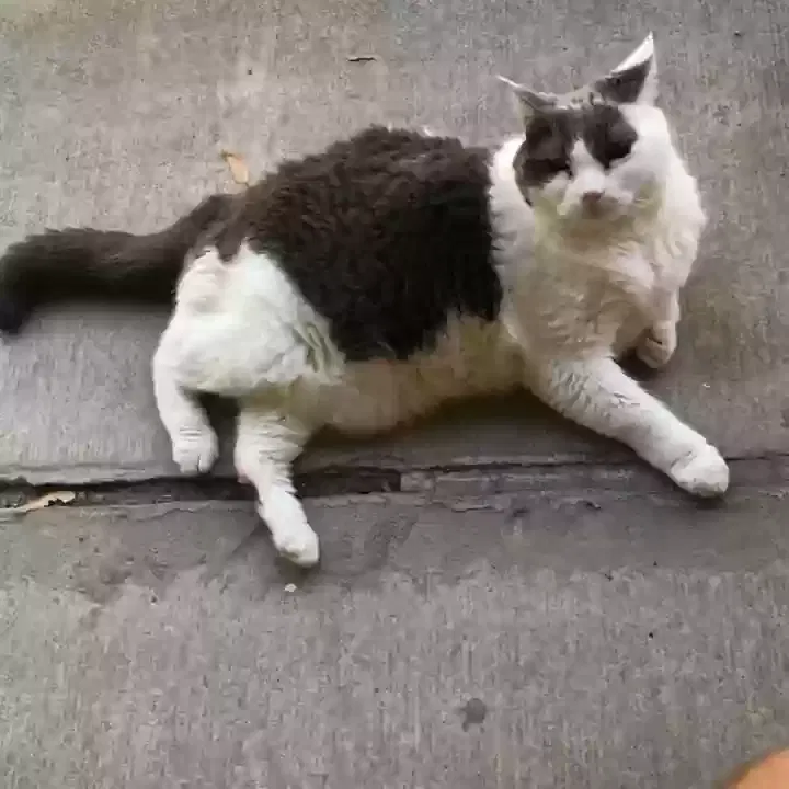 Lost cat in Rochester, NY, 14623