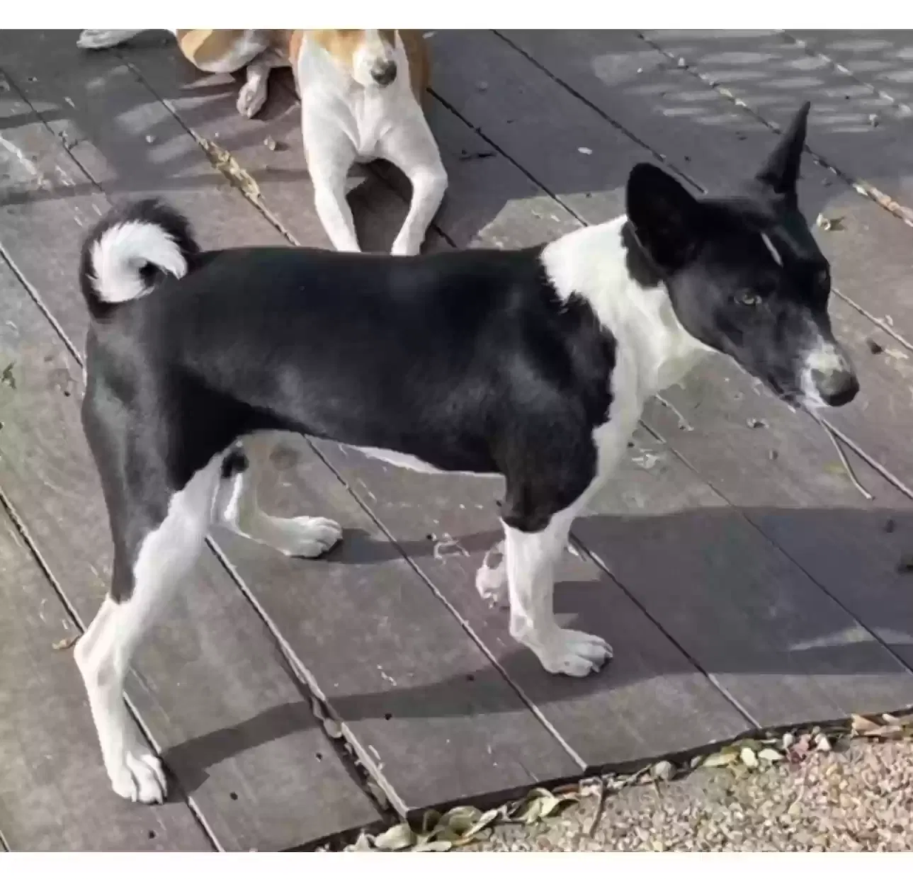 Lost dog in Dallas, TX, 75204