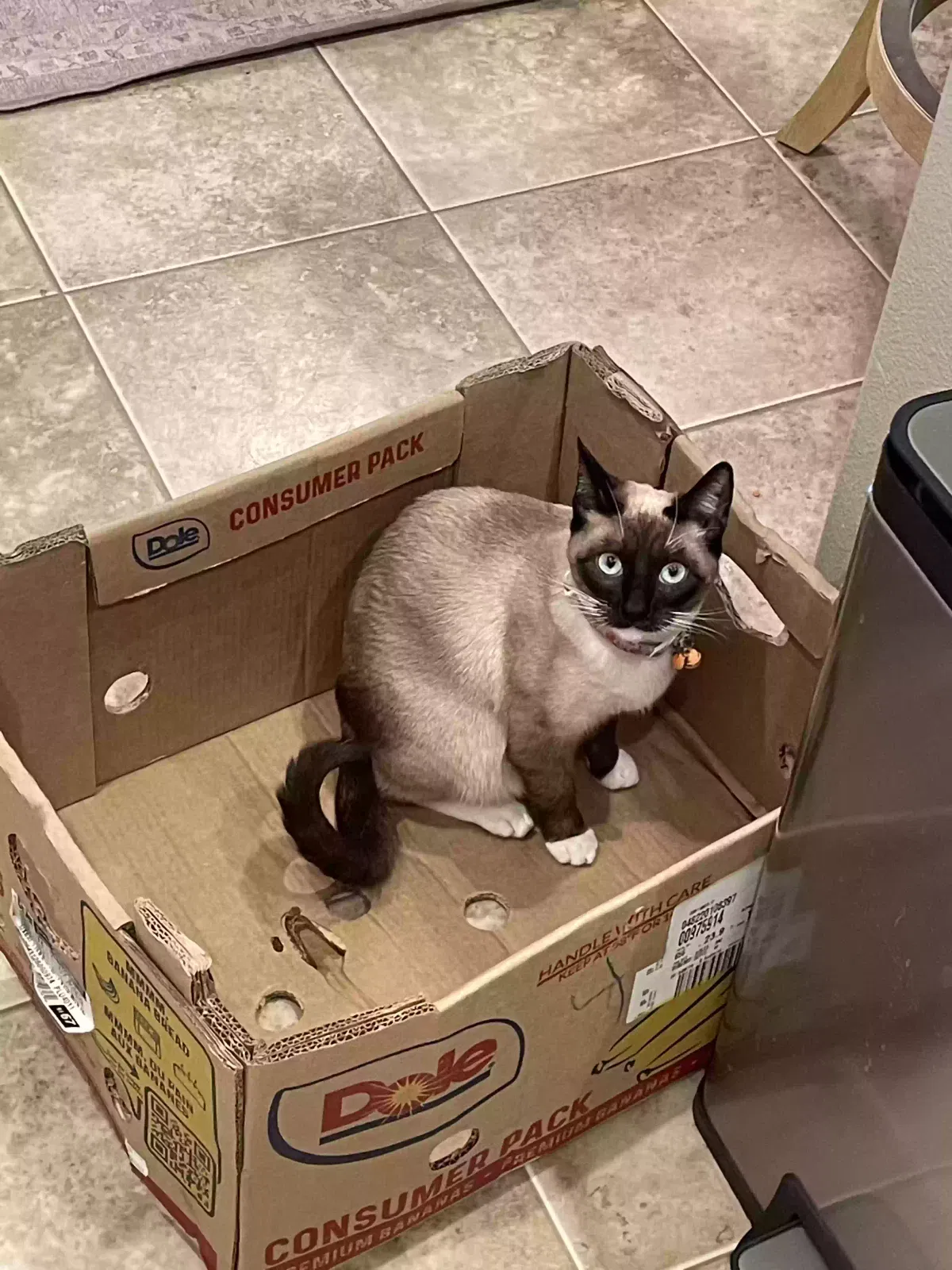 Lost cat in Murrieta, CA, 92563