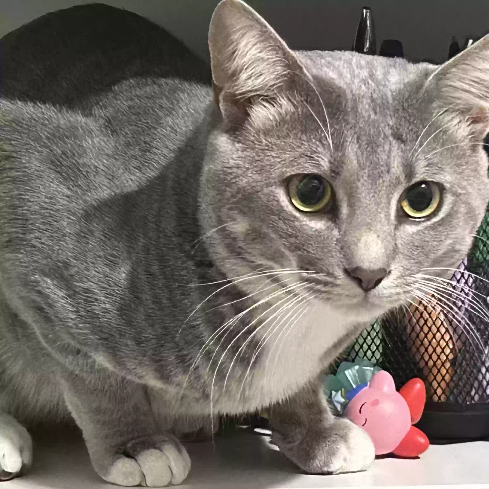Lost cat in Atlanta, GA, 30354
