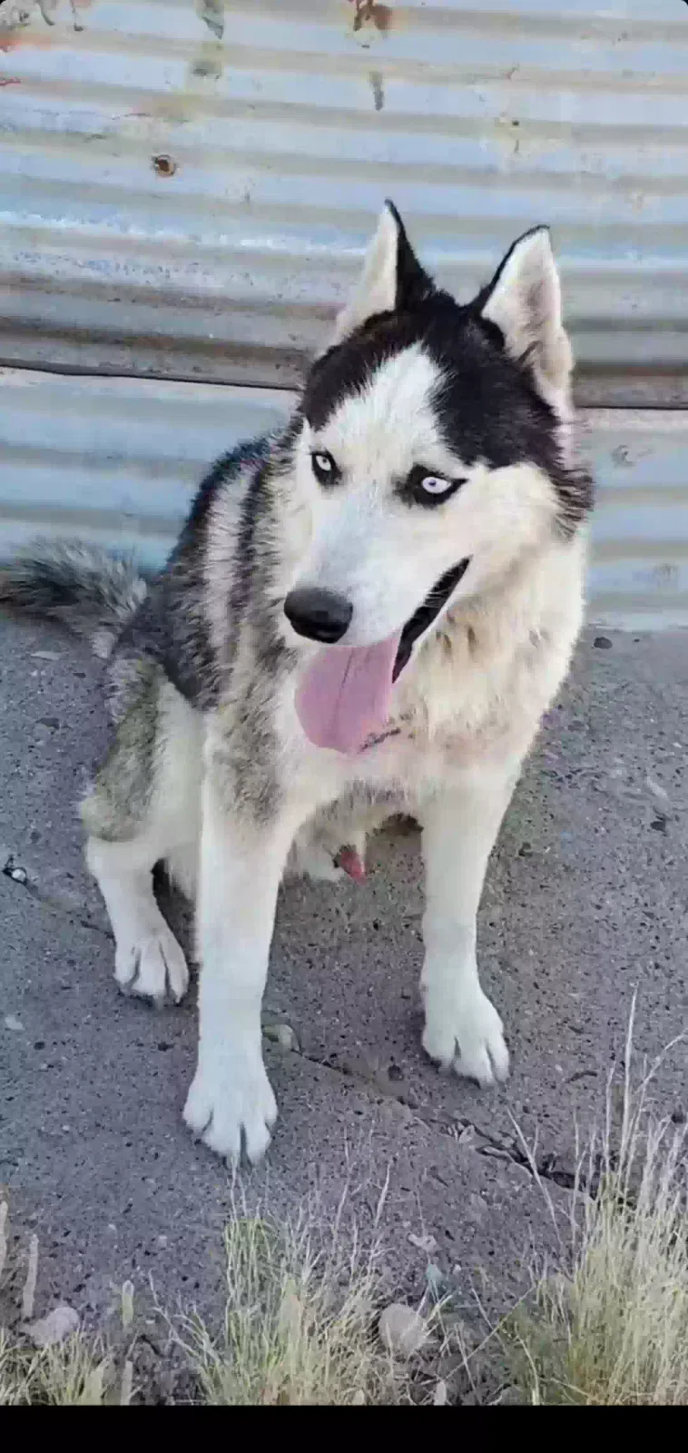 Lost dog in Jemez Pueblo, NM, 87024