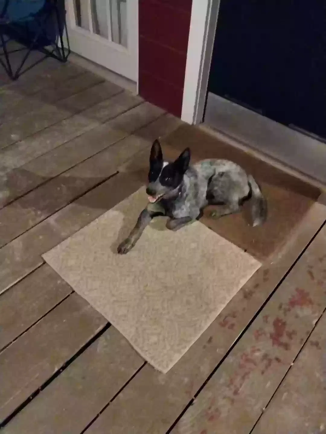 Lost dog in San Antonio, TX, 78222
