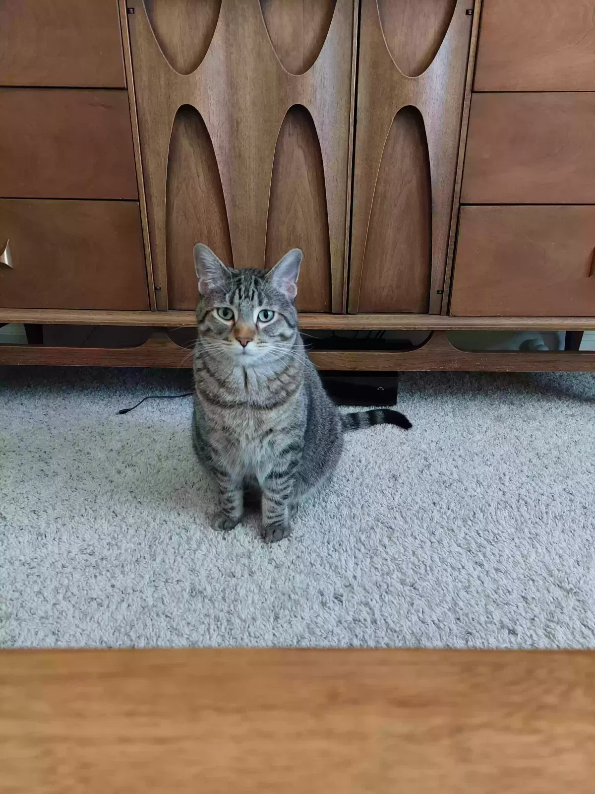 Lost cat in Aurora, CO, 80018