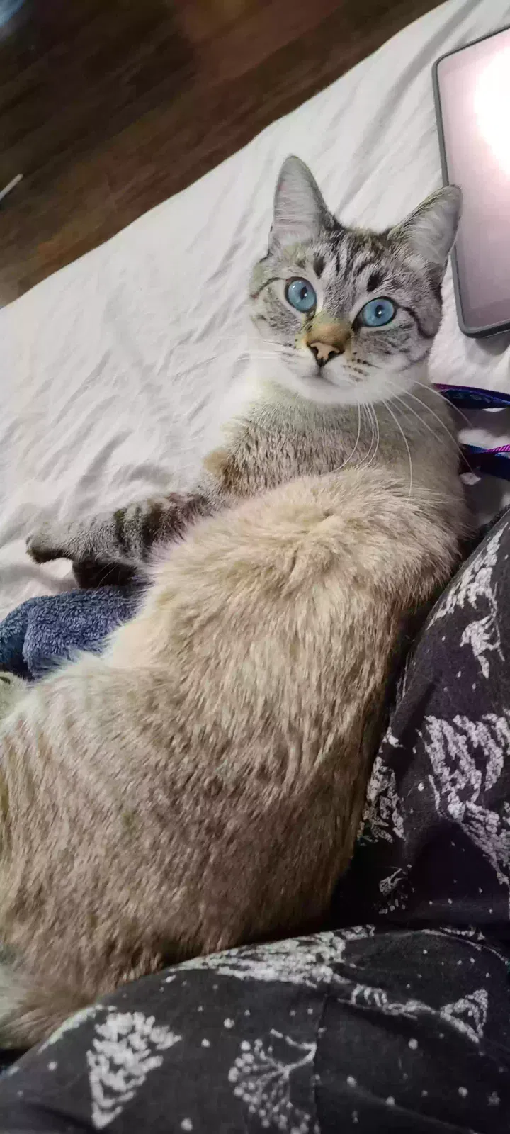 Lost cat in San Antonio, TX, 78254