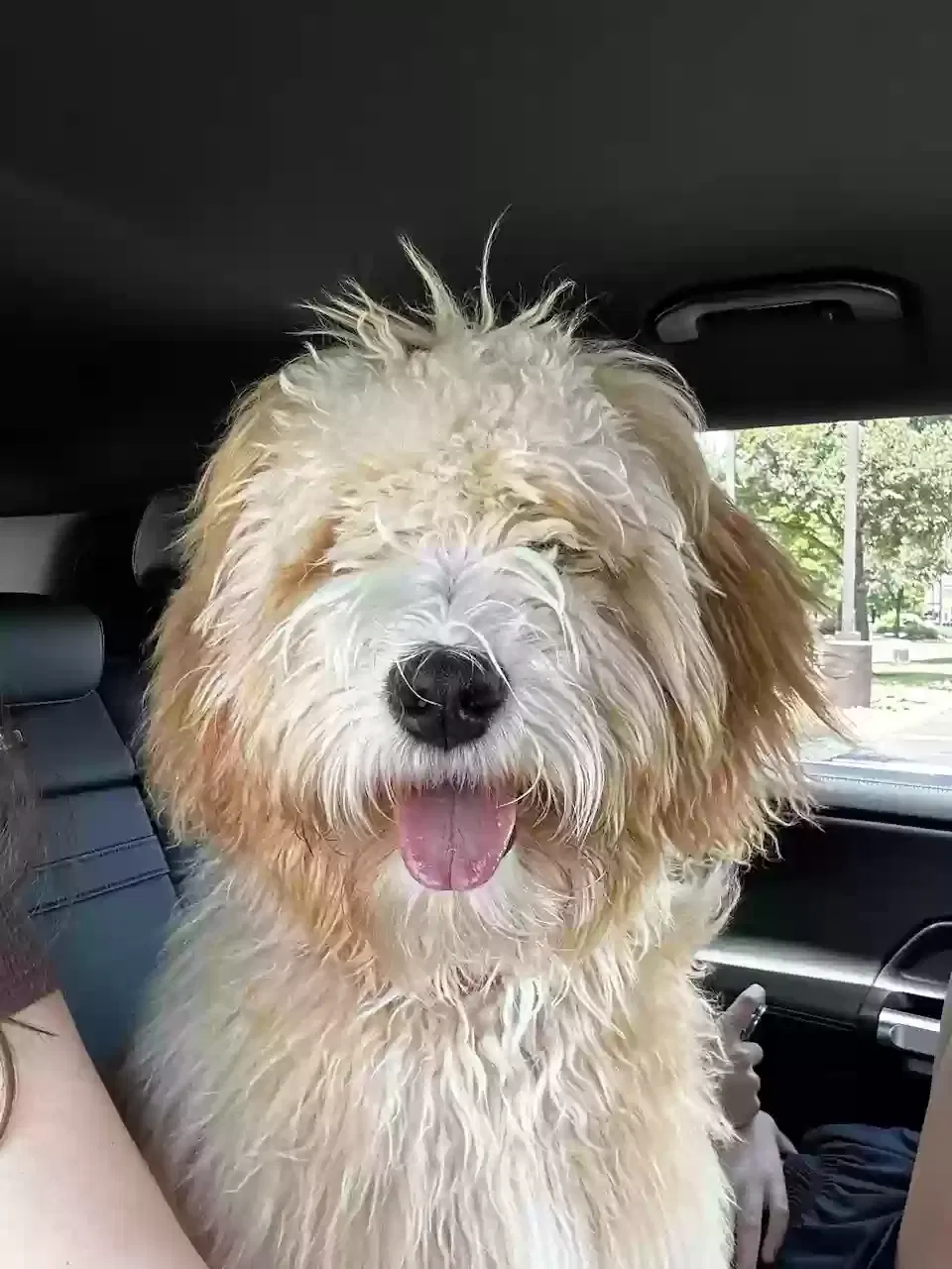 Lost dog in San Antonio, TX, 78254
