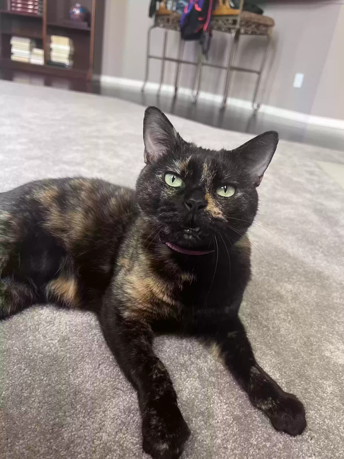 Lost cat in Raeford, NC, 28376