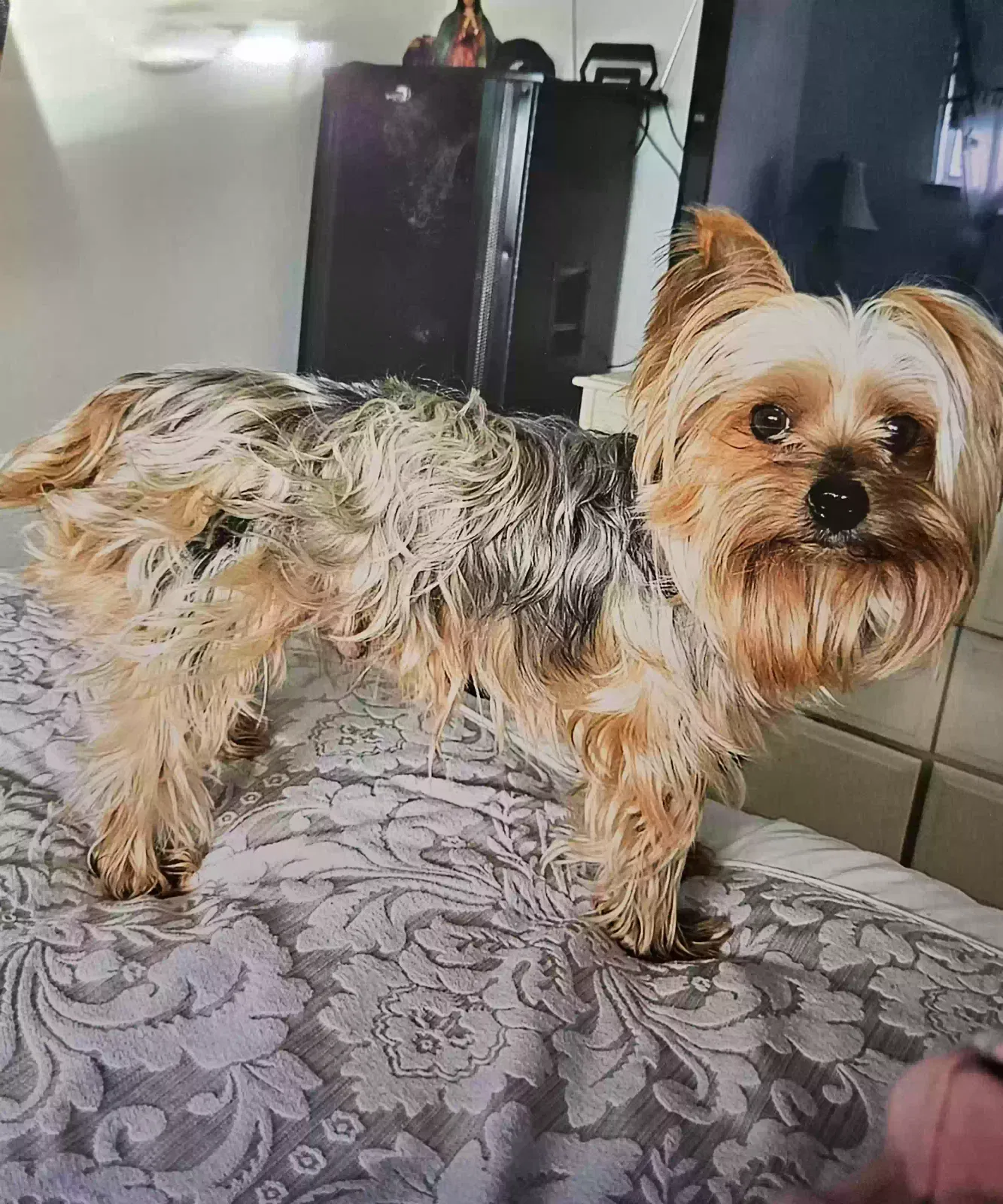 Lost dog in Selma, CA, 93662