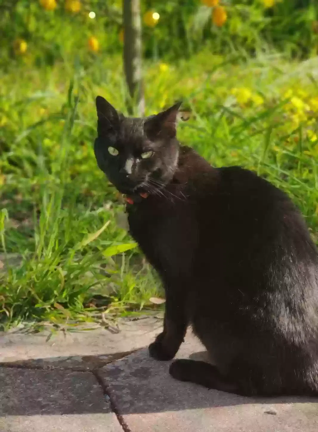 Lost cat in Santa Cruz, CA, 95060