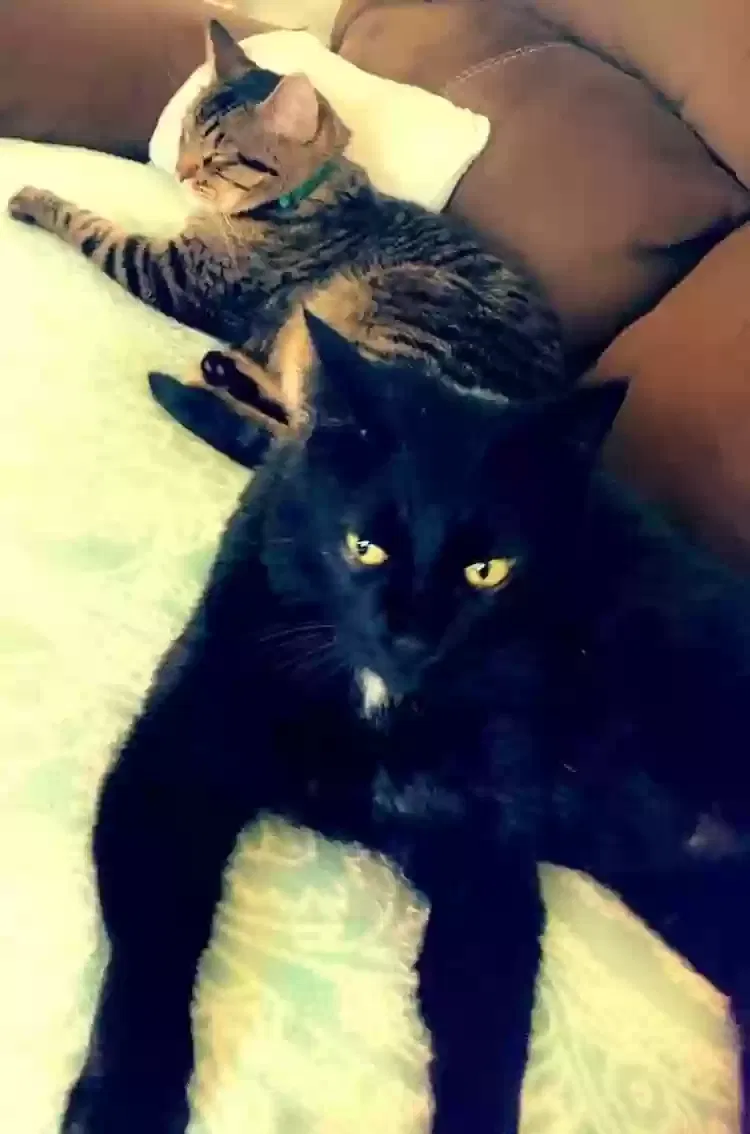 Lost cat in Saint Louis, MO, 63125