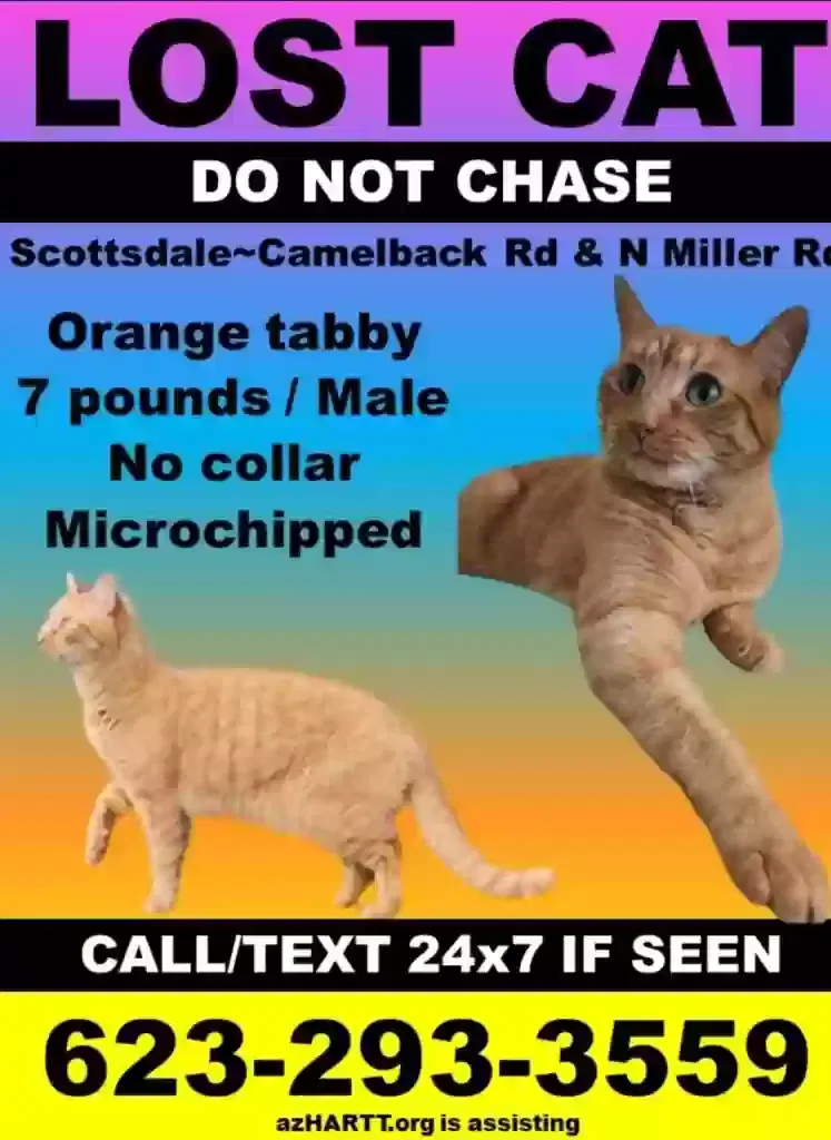 Lost cat in Scottsdale, AZ, 85251
