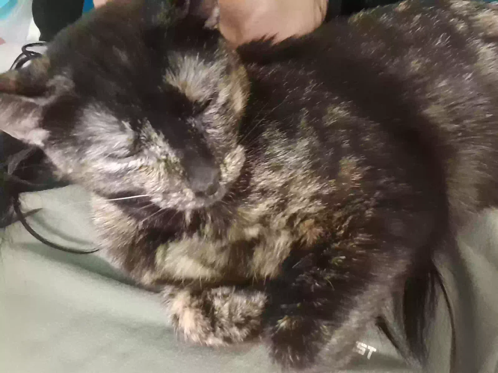 Lost cat in Opelousas, LA, 70570