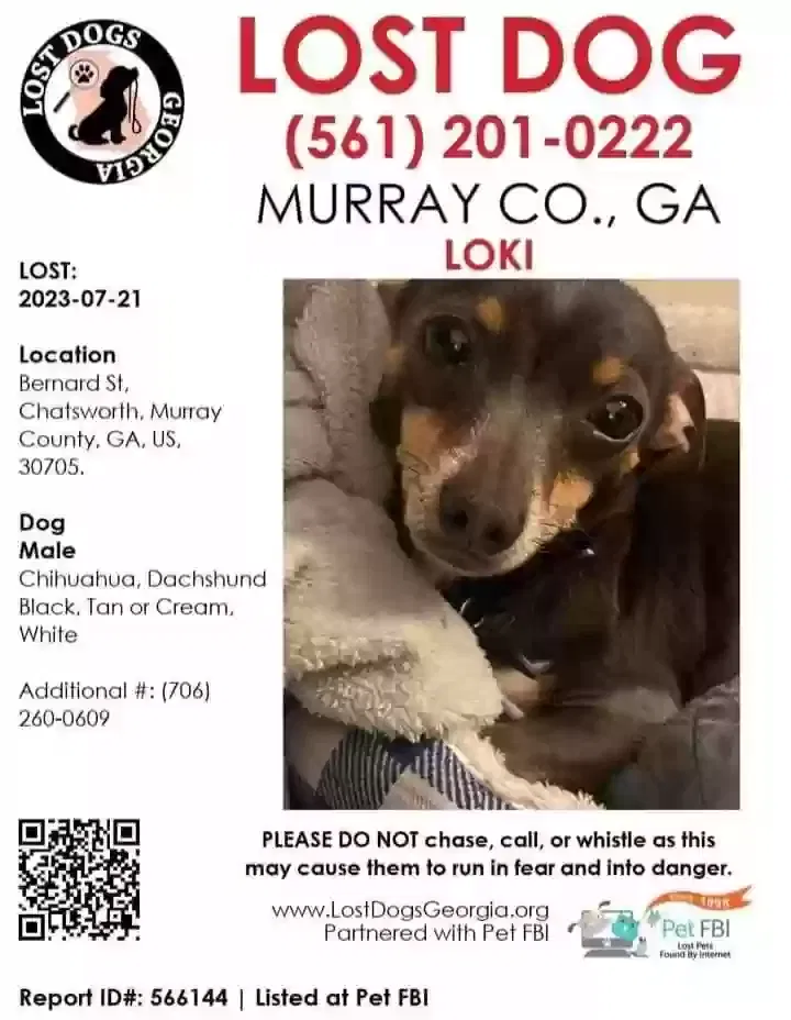 Lost dog in Chatsworth, GA, 30705