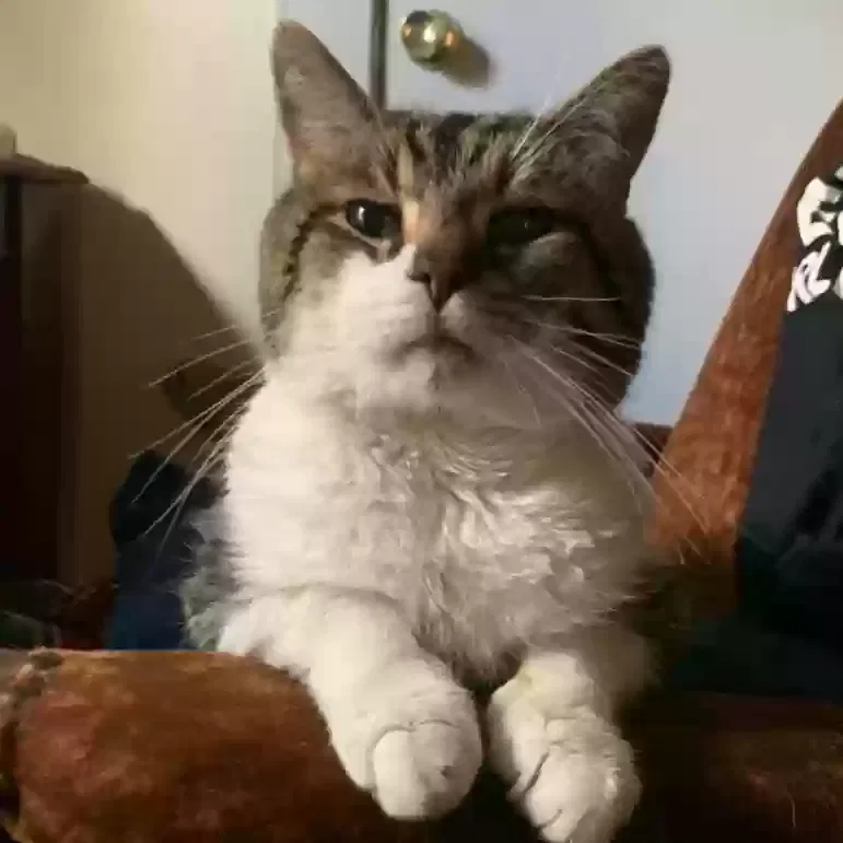Lost cat in Little Rock, AR, 72205