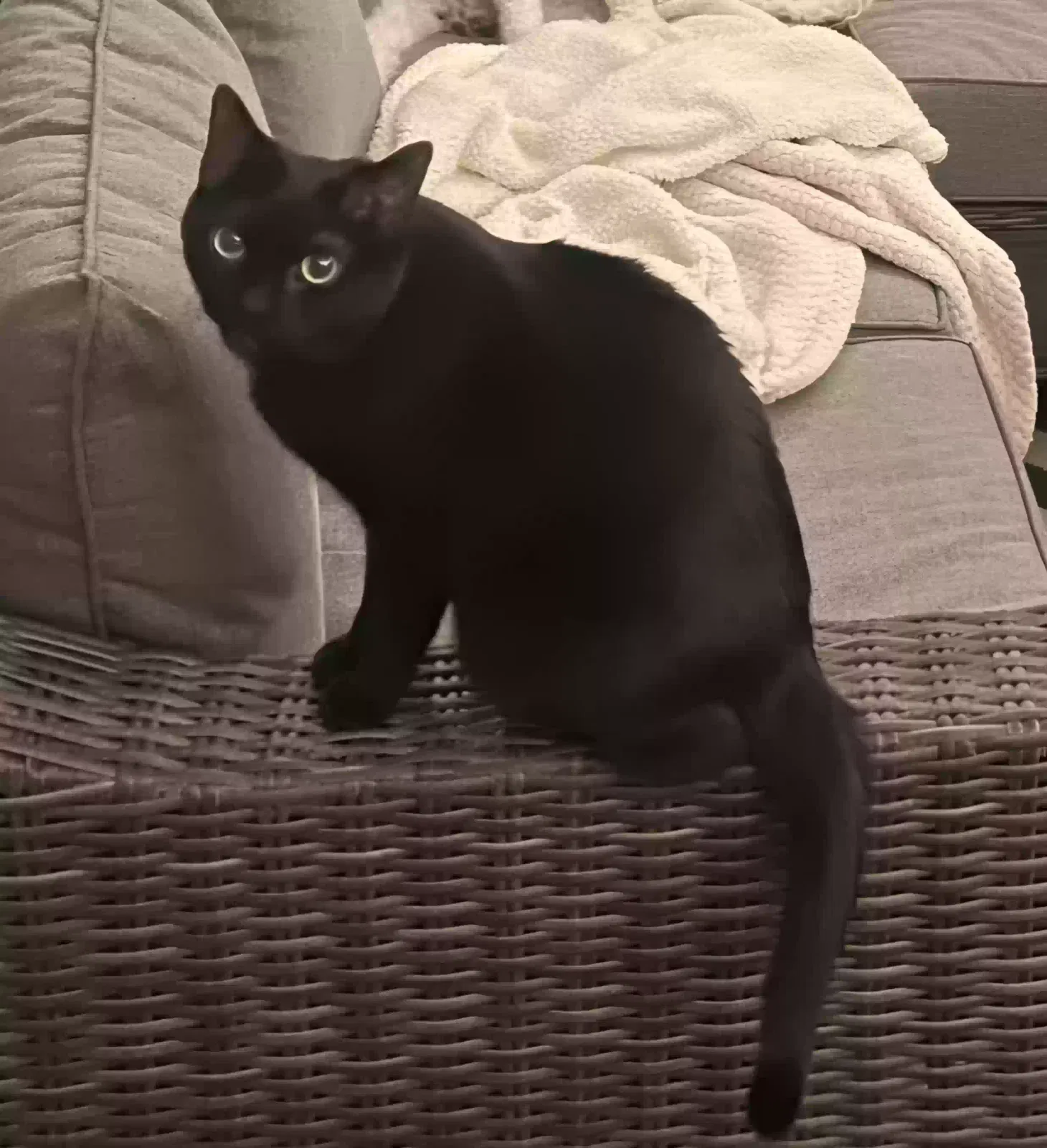Lost cat in Fredericksburg, VA, 22405