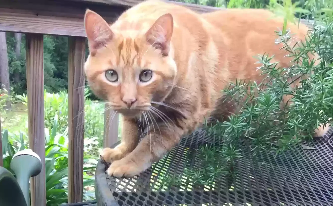 Lost cat in Spanish Fort, AL, 36527