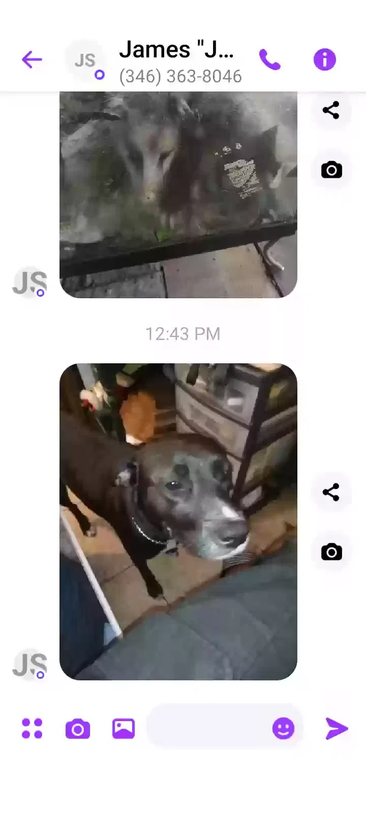 Lost dog in Houston, TX, 77081