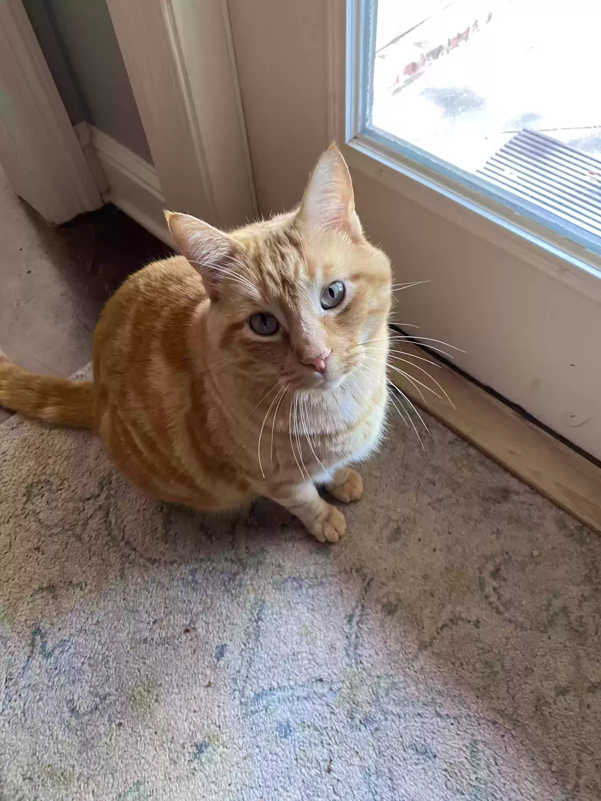 Lost cat in Spanish Fort, AL, 36527