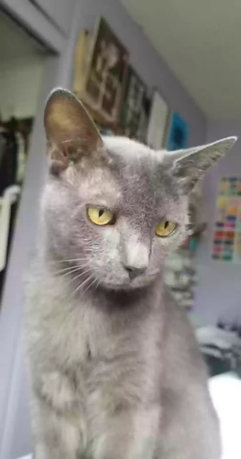 Lost cat in Fullerton, CA, 92831