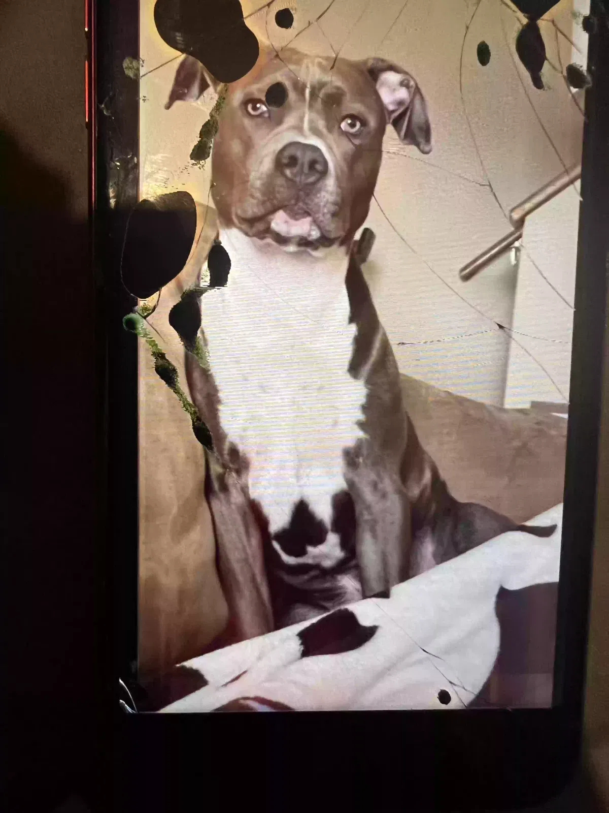 Lost dog in Saint Paul, MN, 55119