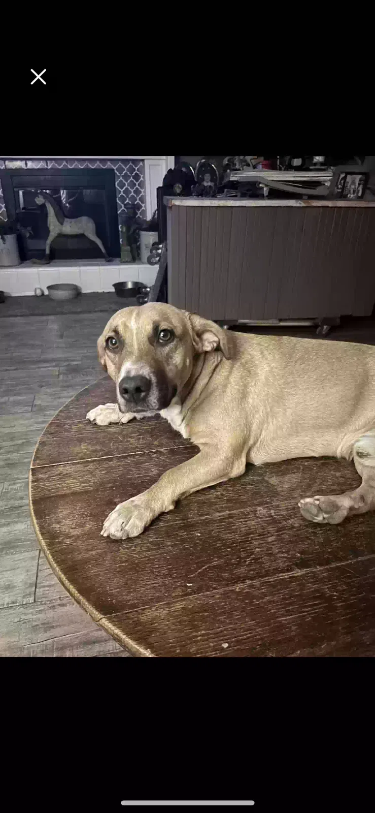 Lost dog in Bakersfield, CA, 93309