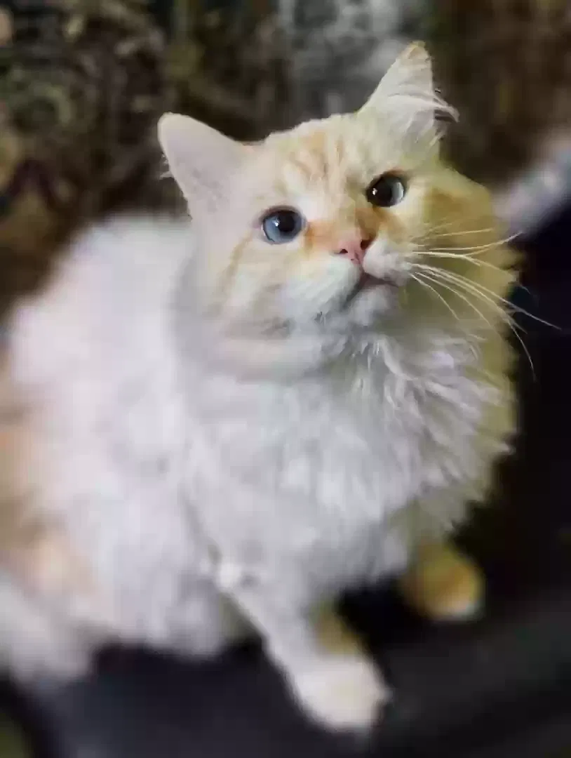 Lost cat in Landrum, SC, 29356