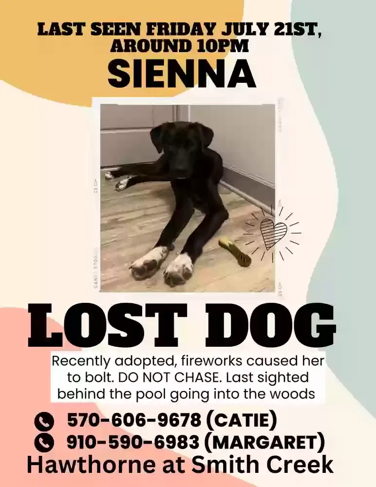 Lost dog in Wilmington, NC, 28411