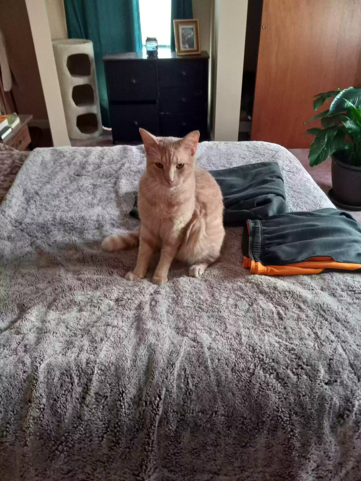 Lost cat in Rochester, NY, 14620
