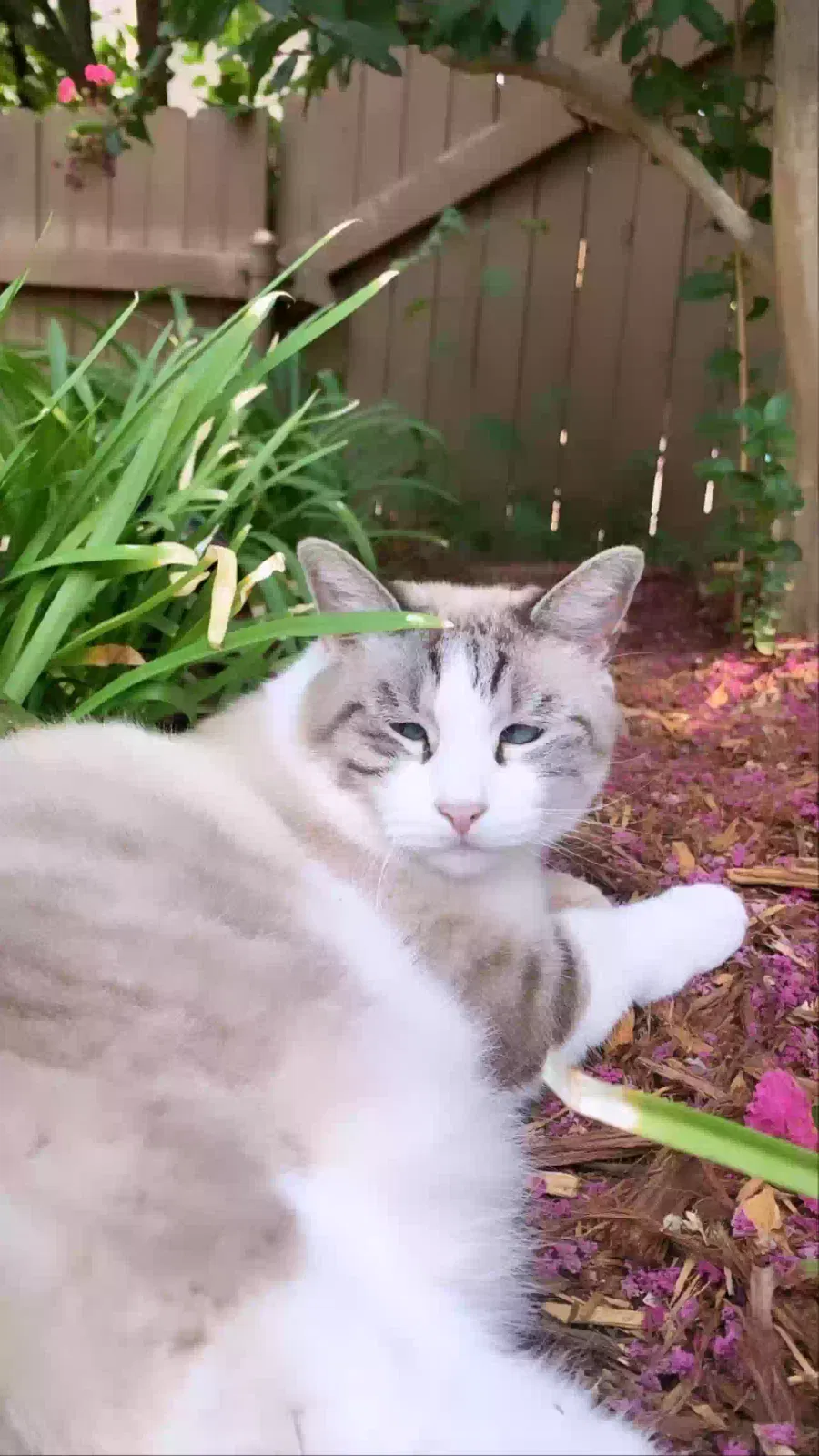 Lost cat in Folsom, CA, 95630
