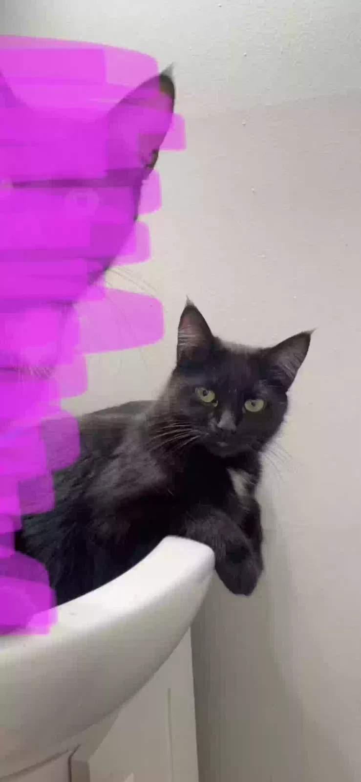 Lost cat in Erlanger, KY, 41018