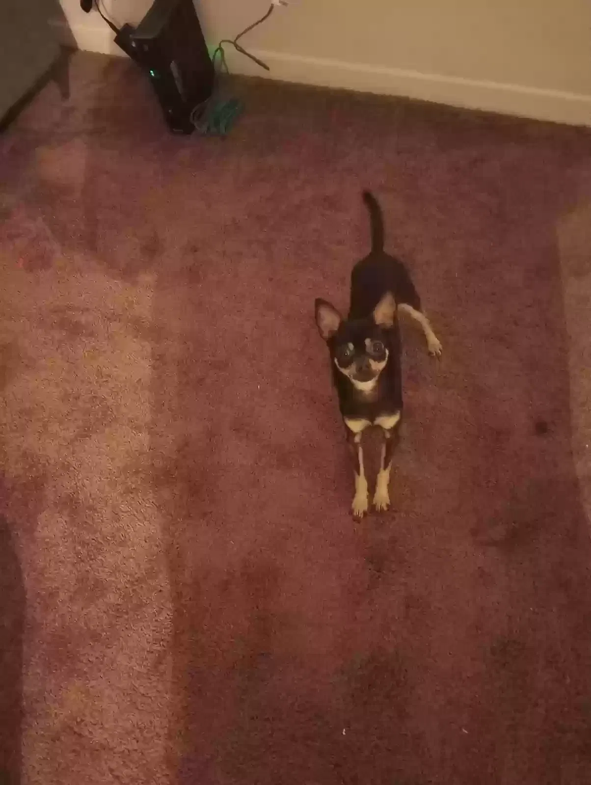 Lost dog in Metairie, LA, 70003