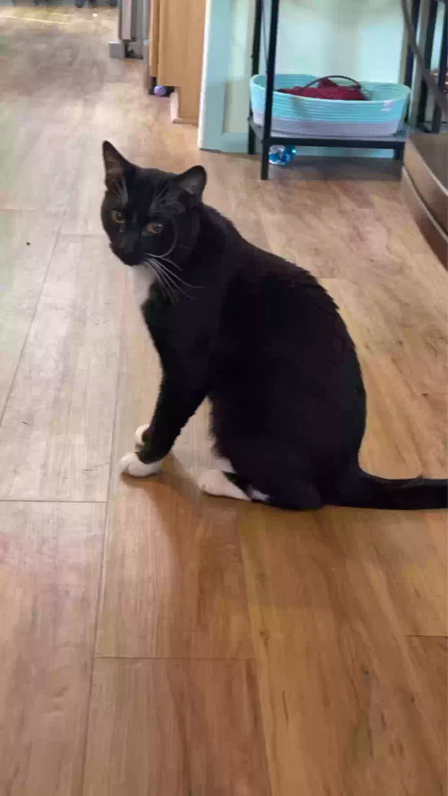 Lost cat in Vista, CA, 92083