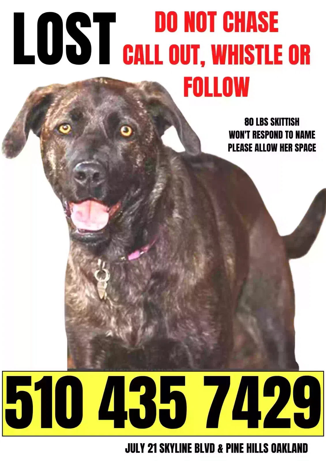 Lost dog in Oakland, CA, 94611