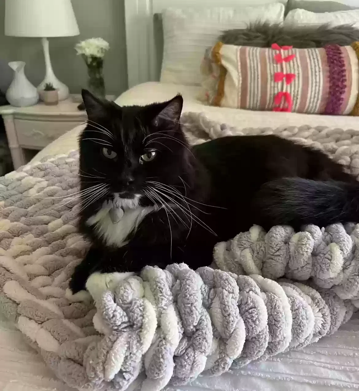 Lost cat in Naperville, IL, 60563
