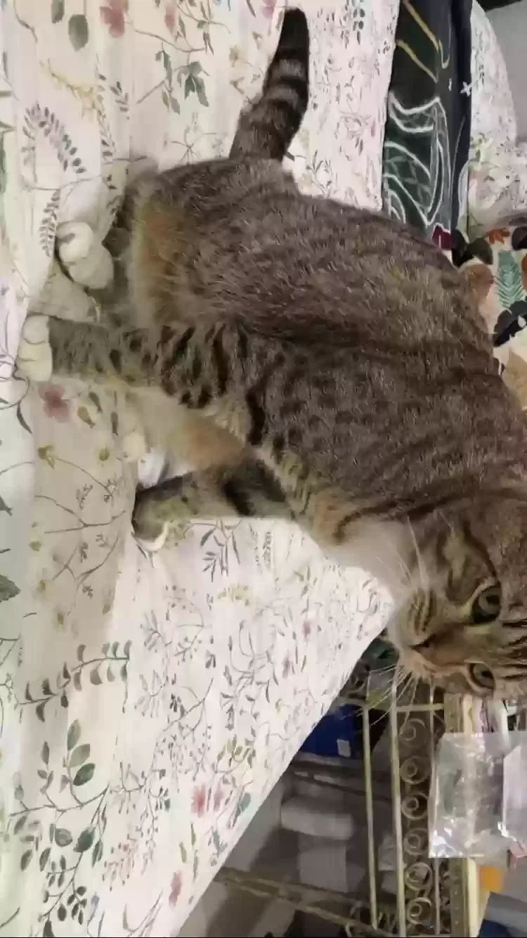 Lost cat in West Palm Beach, FL, 33417