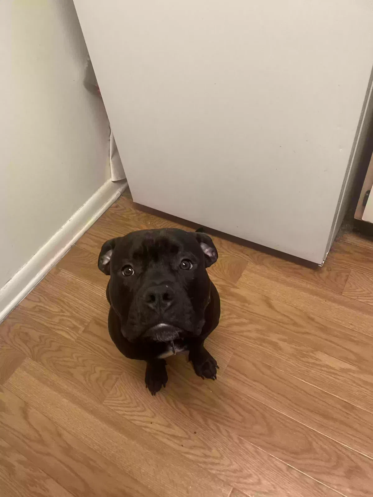 Lost dog in Fayetteville, NC, 28304