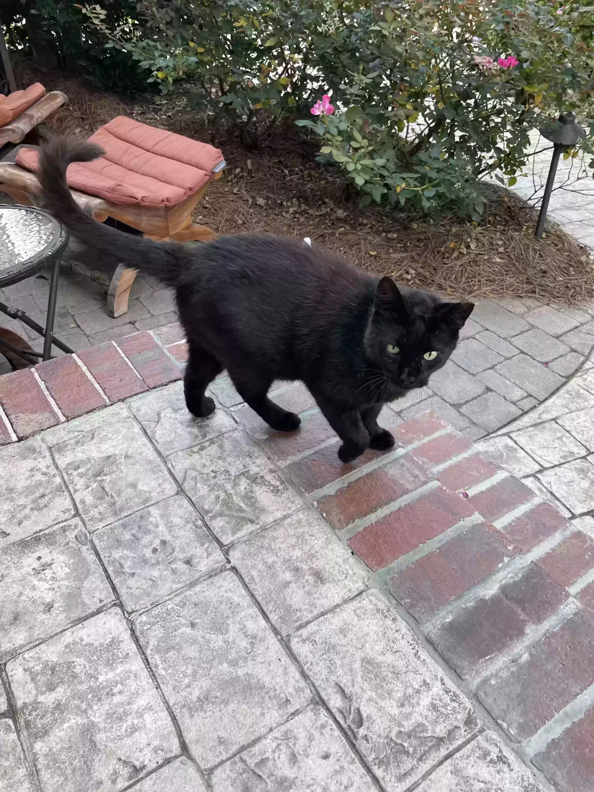 Found cat in Peachtree City, GA, 30269