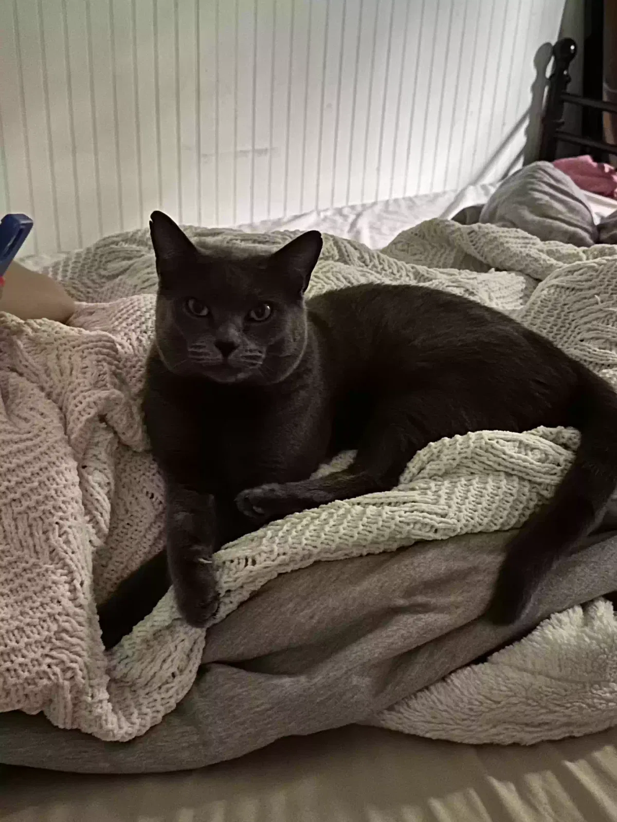 Lost cat in Black Diamond, WA, 98010