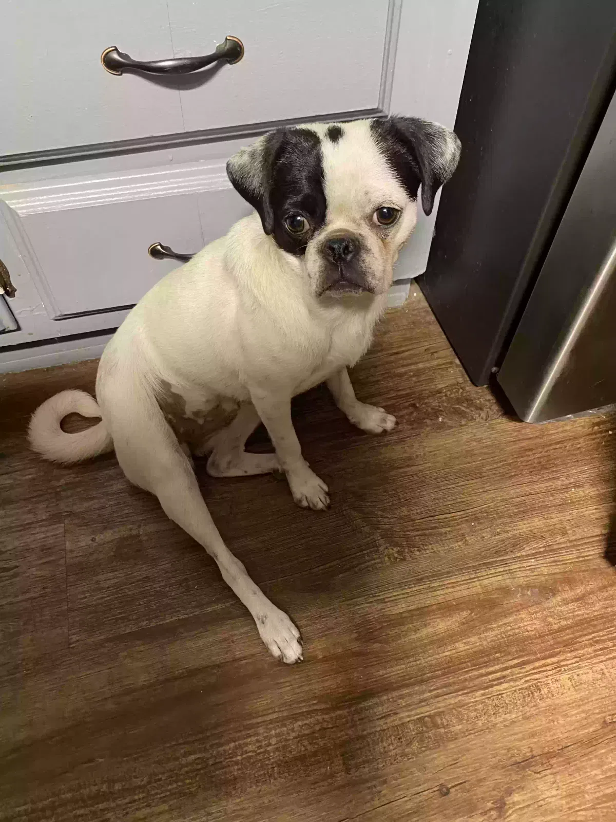 Lost dog in Las Cruces, NM, 88007