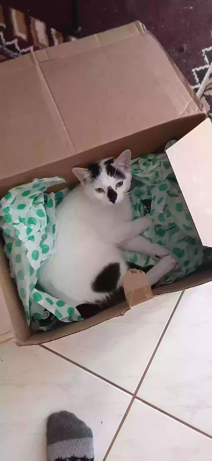 Lost cat in Osgood, IN, 47037