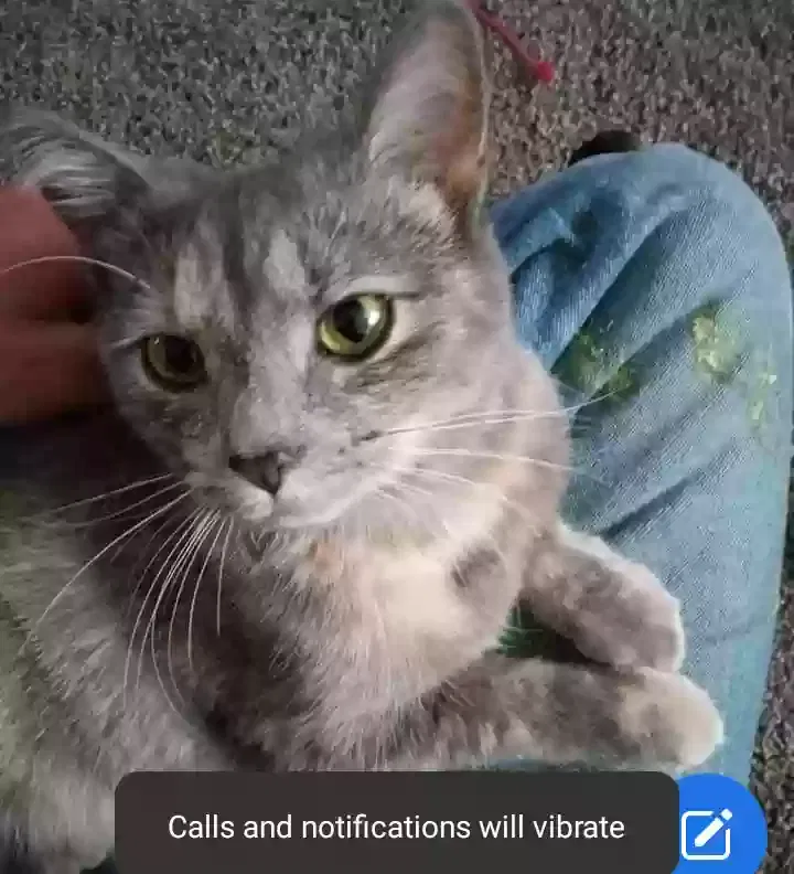 Lost cat in Lancaster, OH, 43130