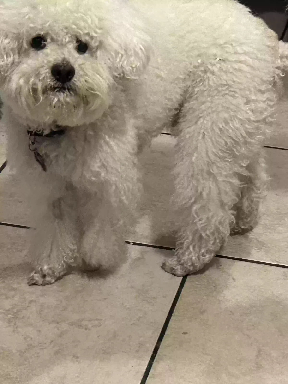 Lost dog in San Diego, CA, 92139