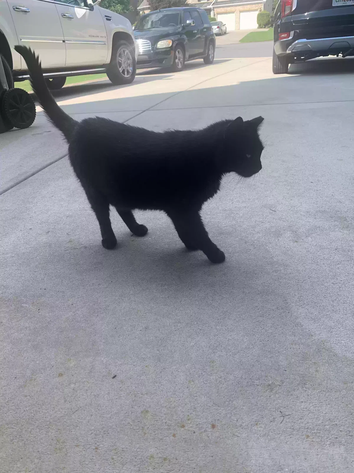 Found cat in Peachtree City, GA, 30269